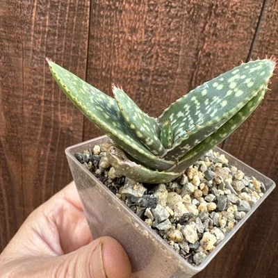 Planta viva lengua buey gasteria suculenta Foto 1 de 4