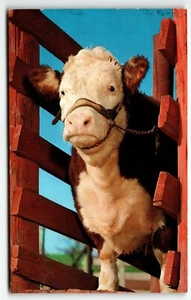 Postkarte Kuhgrüße aus Killduff Iowa IA UNP Chrome - Bild 1 von 2