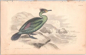 Incisione originale c 1840 William Jardine colorata a mano - Coromanto verde crestato - Foto 1 di 1