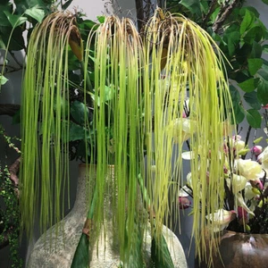 1x Hojas de césped de plástico artificial simulación planta falsa colgante de pared decoración del hogar - Imagen 1 de 12