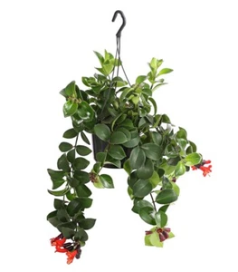 Schamblume Mona Lisa Zimmerpflanze in Blumenampel 40-45 cm Ø Topf 15 cm, Dehner - Bild 1 von 5