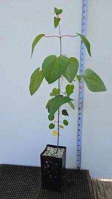 Bonsai Starts, Katsura Tree, Cercidiphyllum japonicum. - Image 1 of 3