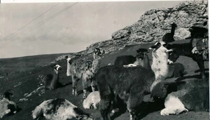 TILARNEO c. 1950 - Lamas et Alpagas Pérou - NV 4825 - Imagen 1 de 2