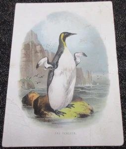 Victorian AUDOBON STYLE BIRDING CARD Trade Card; THE PENGUIN; 5 3/4" x 4 1/4" - Picture 1 of 4