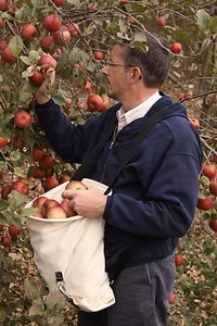 Fruit Picking Bag  Citrus, Apples, & Vegetables  OH Amish Made - Picture 1 of 4