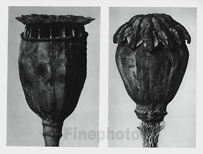 Arte fotográfico abstracto flor planta botánica Karl Blossfeldt 1929 original vintage  Foto 1 de 1