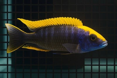 XL Otopharynx lithobates ZRock–6”+ SHOW MALE–Exact Fish –Yellow Blaze Malawi Hap - Image 1 of 2