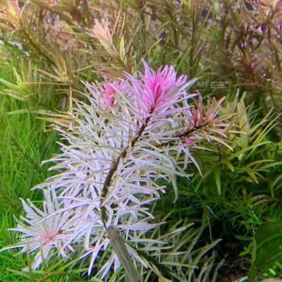 Ludwigia sp. White | Aquarium Plants Factory®