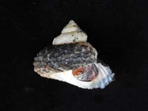 Sea shell Cookia sulcata 49,6 mm ID#6624 - Imagen 1 de 4