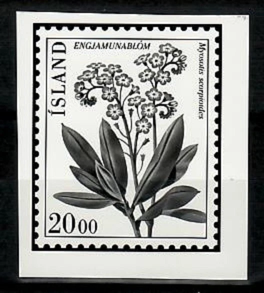 Ensayo fotográfico, flor Islandia Sc570, Myosotis scorpioides. Foto 1 de 1
