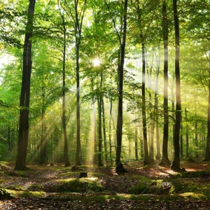 10x10ft Morning Sunlight Green Forest Trees Background Vinyl Photo Backdrop LB - Picture 1 of 11