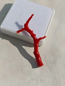 Bonsai Ramo Corallo Rosso Italiano Ramo per Fare Collana Stelle!IVF - Foto 1 di 8