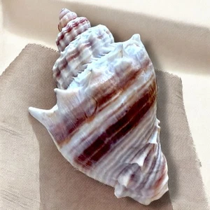 Broche Caracola Natural Concha Rosa Marrón Espiral Costero Elegante Prendedor Ropa de Resort - Imagen 1 de 11