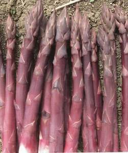ASPARAGUS ALBENGA HYBRID F1, 50 seeds + FREE - Picture 1 of 1