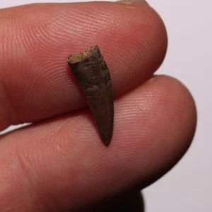 Dente di Richardoestesia - Molto bello dalla formazione Hell Creek Cretaceo - Foto 1 di 11