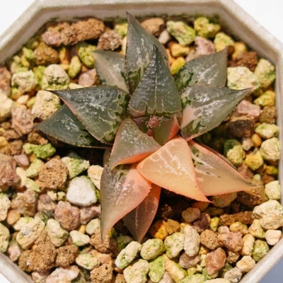 Haworthia Badia Variegated rare succulent plant - Image 1 of 4