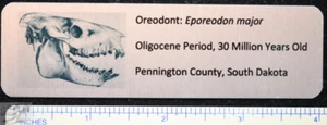 Oreodont, Eporeodon, Metal Display Label, Sublimated on Stainless Steel, 4 In - Picture 1 of 1