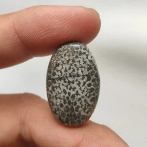Black fossil coral cabochon designer black fossil coral polish gemstone C353 AU - Bild 1 von 7