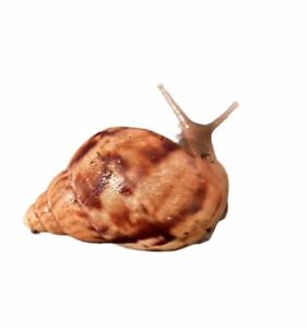 Giant African Land Snail - Achatina Fulica Baby Snail  