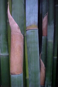 Bambusa textilis ‘Kanapaha’ –Wong Chuk / Royal / Giant Weavers Bamboo – Clumping - Picture 1 of 5