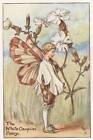 Flower Fairies: White Campion Fairy Vintage Print c1930 by Cicely Mary Barker