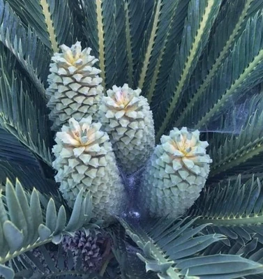 WORLD PLANTS Encephalartos dyerianus - - Cicade di Dyer | Encephalartos di Dyer