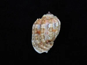 Harpa Sea Shell 46 mm ID#8842 - Imagen 1 de 3
