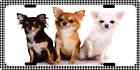 Chihuahua 3 Chihuahuas Dog Color Photo Metal Sign Vanity License Plate So Cute!!