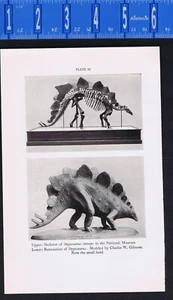 STEGOSAURUS, PARASAUROLOPHUS & CORYTHOSAURS Dinosaurs -1934 Print - Picture 1 of 2