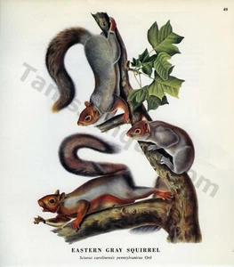 1968 John James & Woodhouse Audubon EASTERN GRAY SQUIRREL Book Page Art (1481) - Picture 1 of 1