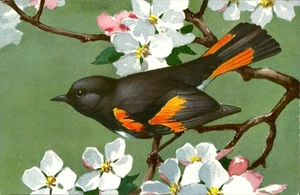 Postcard Chrome Redstart Bird P1963 - Picture 1 of 2