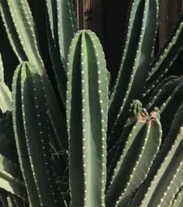 12" Long 4-5 inch DIA  FRESH CUT Senita Peruvianus Night Blooming, Succulent - Picture 1 of 3