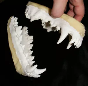 Grigio lupo arte scultura costume maschera mascelle denti fusi tassidermia - Foto 1 di 5