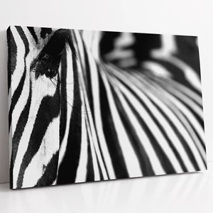 Zebra Close Up Wildlife Black and White Photo | Stretched Canvas Print Wall Art - Picture 1 of 10