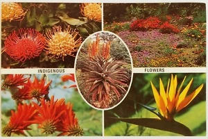 Multview Indigenous Flowers South Africa Postcard - Picture 1 of 2