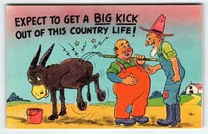 Postal de lino Big Kick Country Life Humor Burro vintage de los años 50 - Imagen 1 de 2