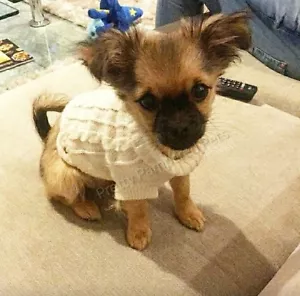 XXXS Dog Coat TeaCup Chihuahua Size Miniature Cat Kitten Rabbit Pet Jumper - Picture 1 of 11