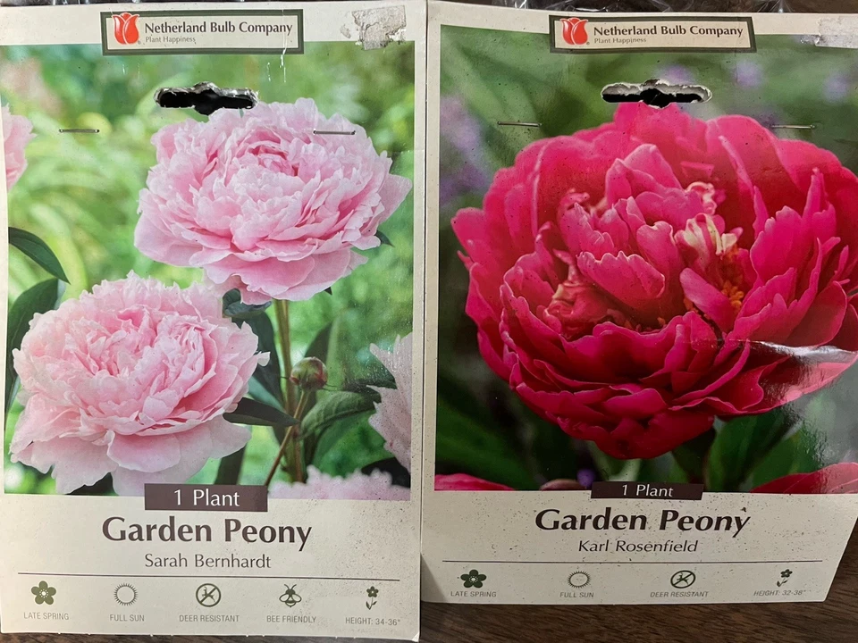 LOTE 2 Bombillas Peonía Peonía Sarah Bernhardt Rosa Karl Rosenfield Rosa Roja 2/3 Ojos Foto 1 de 1