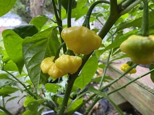(10) Seeds KS LEMON STARRBURST Pepper Seeds Spicy Super Hot Scotch Bonnet - Picture 1 of 1