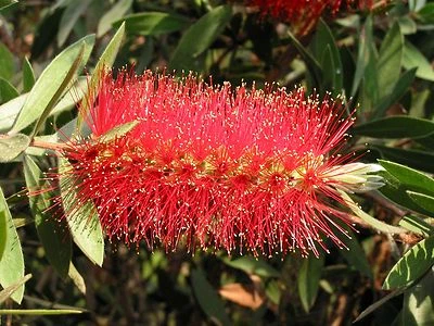 BOTTLEBRUSH - Callistemon Citrinus - Australian Crimson - 20+ Fresh Bonsai Seeds - Image 1 of 4