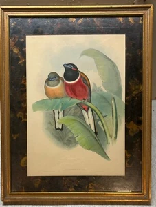 Antike JOHN GOULD ""Harpactes Kasumba"" rote TROGON Lithographie - Vögel ASIENS - Bild 1 von 12