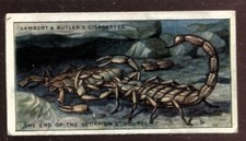 Tobacco Card, Lambert Butler, WONDERS OF NATURE, 1924, Scorpion Courtship, #18