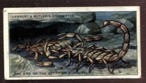 Tobacco Card, Lambert Butler, WONDERS OF NATURE, 1924, Scorpion Courtship, #18