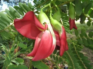 Sesbania Grandiflora Tree 20 Seeds, Edible Scarlet Wisteria Hummingbird Garden - Picture 1 of 4
