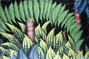 DESIGNERS GUILD BELORZONTE WEICHER JAIS SAMT 53" x 13" 1m35cm x 33cm - Bild 1 von 4