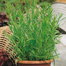 French Tarragon 'Pfefferkorn' 4L Plant. Perennial Herb. Aniseed.