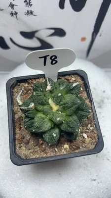1шт 6,2 смRareSucculent растение Ariocarpus bravoanus subsp. Hintonii Radical T8 - Изображение 1 из 4