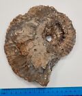 Large Ammonite Lower Oxford Clay Bletchley Brick Pit Buckinghamshire England Uk