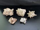 6 Natural Conch Sea Shells Various Species. Hermit crab or decor 6”-3”Pre-owned