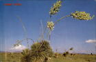 Desert Yucca Spanish Bayonet Lord's candlestick flower ~ postcard sku209